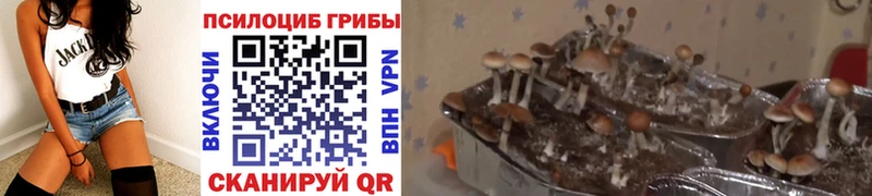 Псилоцибиновые грибы Magic Shrooms  даркнет сайт  hydra сайт  Циолковский 